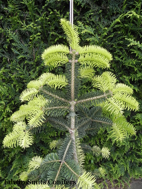 Abies cephalonica 'Filips Silver Lights'